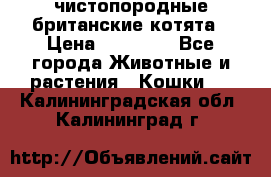 чистопородные британские котята › Цена ­ 10 000 - Все города Животные и растения » Кошки   . Калининградская обл.,Калининград г.